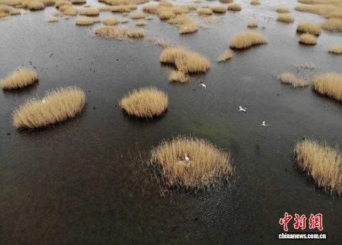 武威生態(tài)新畫卷 雪豹做客，黃沙披綠，生態(tài)材料銷售前景廣闊